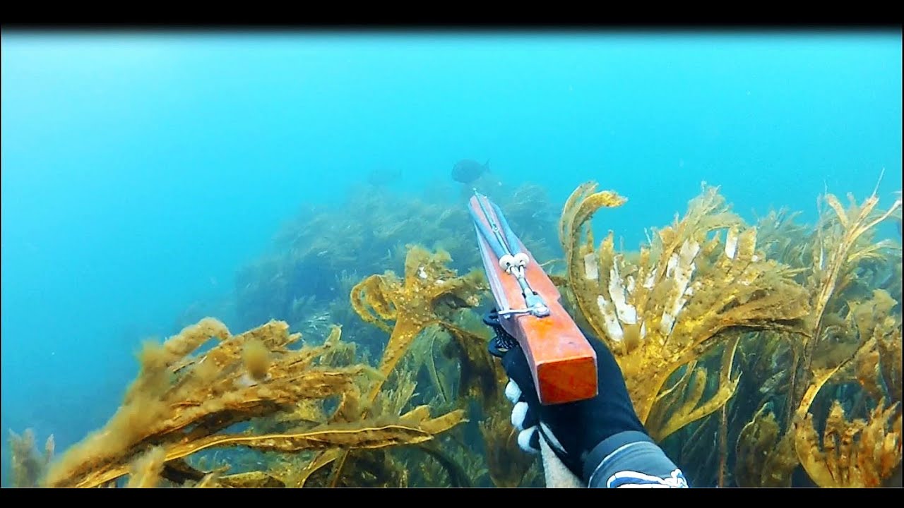 Chasse Sous-Marine / Bretagne   été 2025