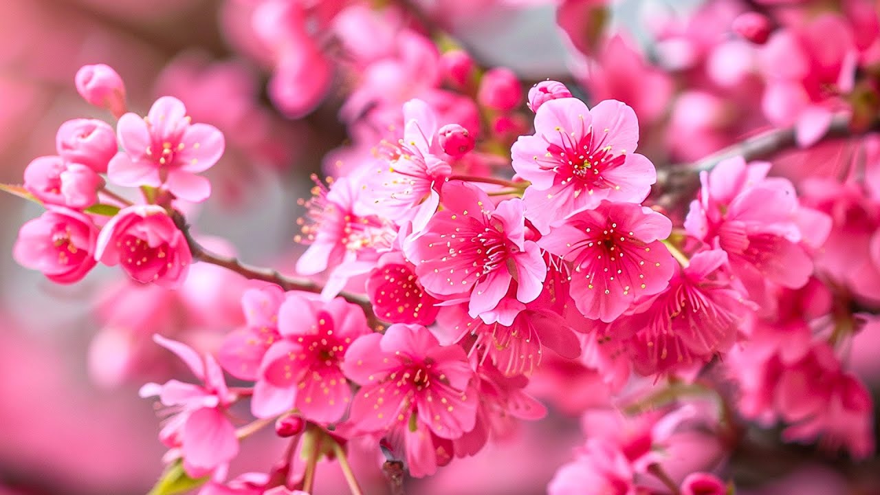 Музыка лечит сердце и сосуды🌸 Успокаивающая музыка восстанавливает нервную систему,расслабляющая #9