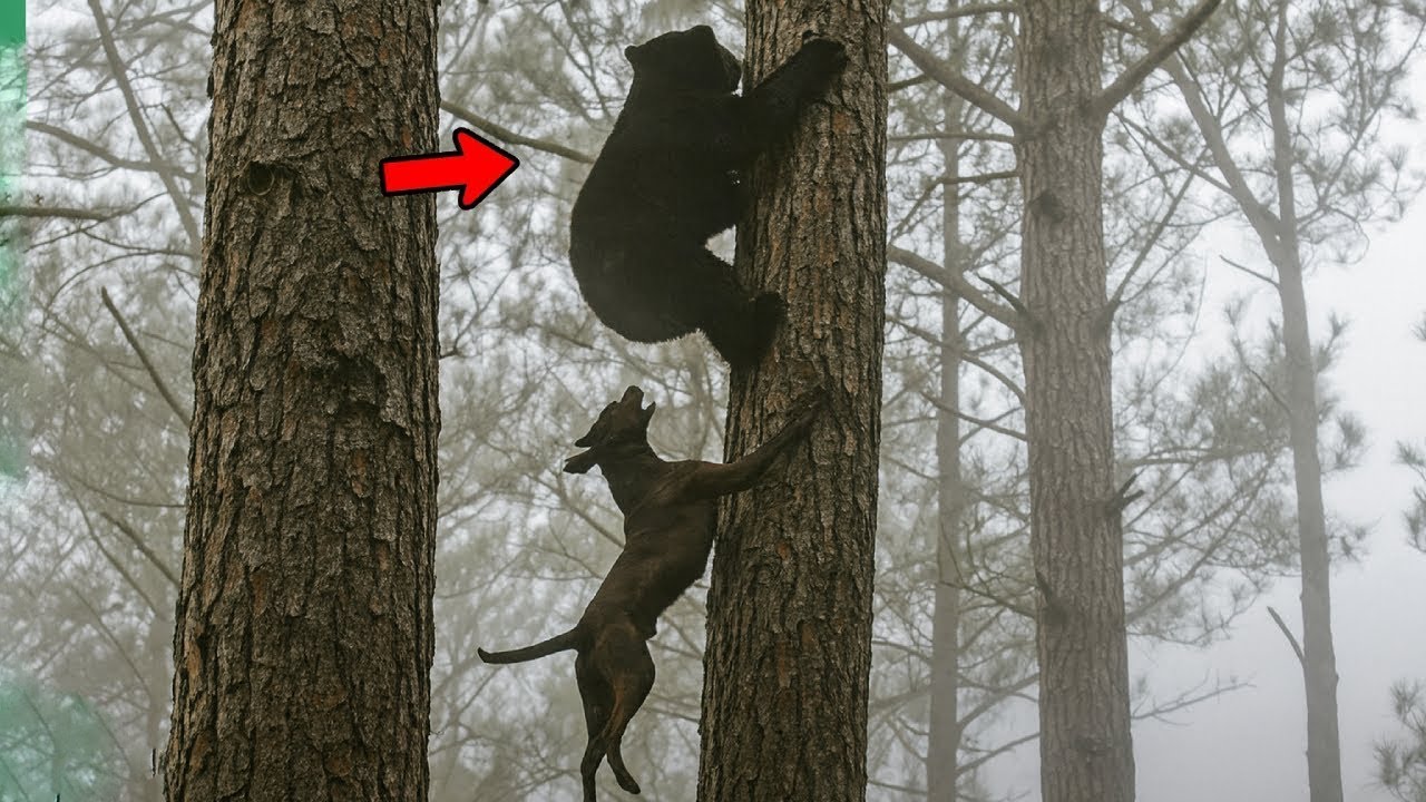 Fearless Dogs vs Deadly Predators: Unbelievable Battles in the Wild