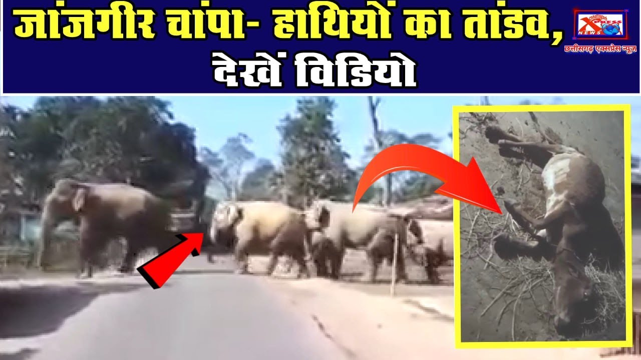 जांजगीर चांपा- हाथियों का तांडव, देखें विडियोChhattisgarh Xpress News