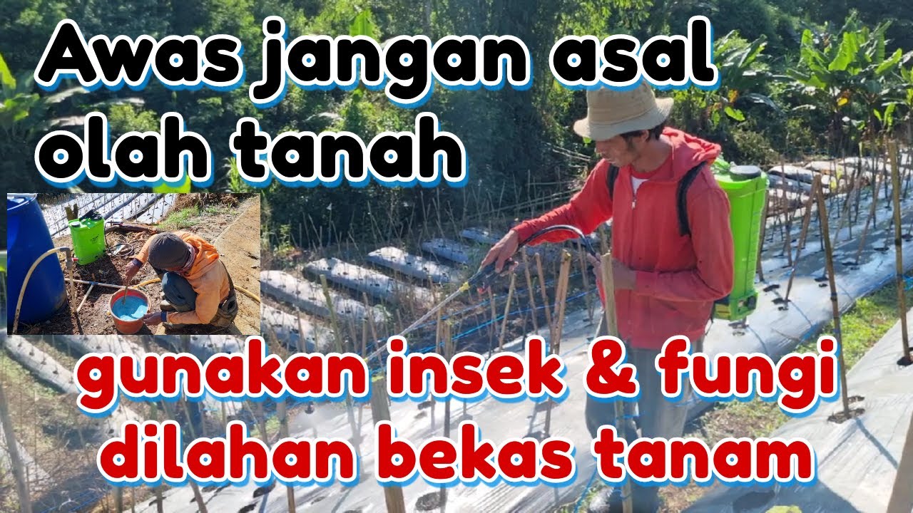 AWAS !! WAJIB LAKUKAN INI DI LAHAN BEKAS, OLAH TANAH UNTUK CABE SEMPROTKAN INSEKTISIDA DAN FUNGISIDA