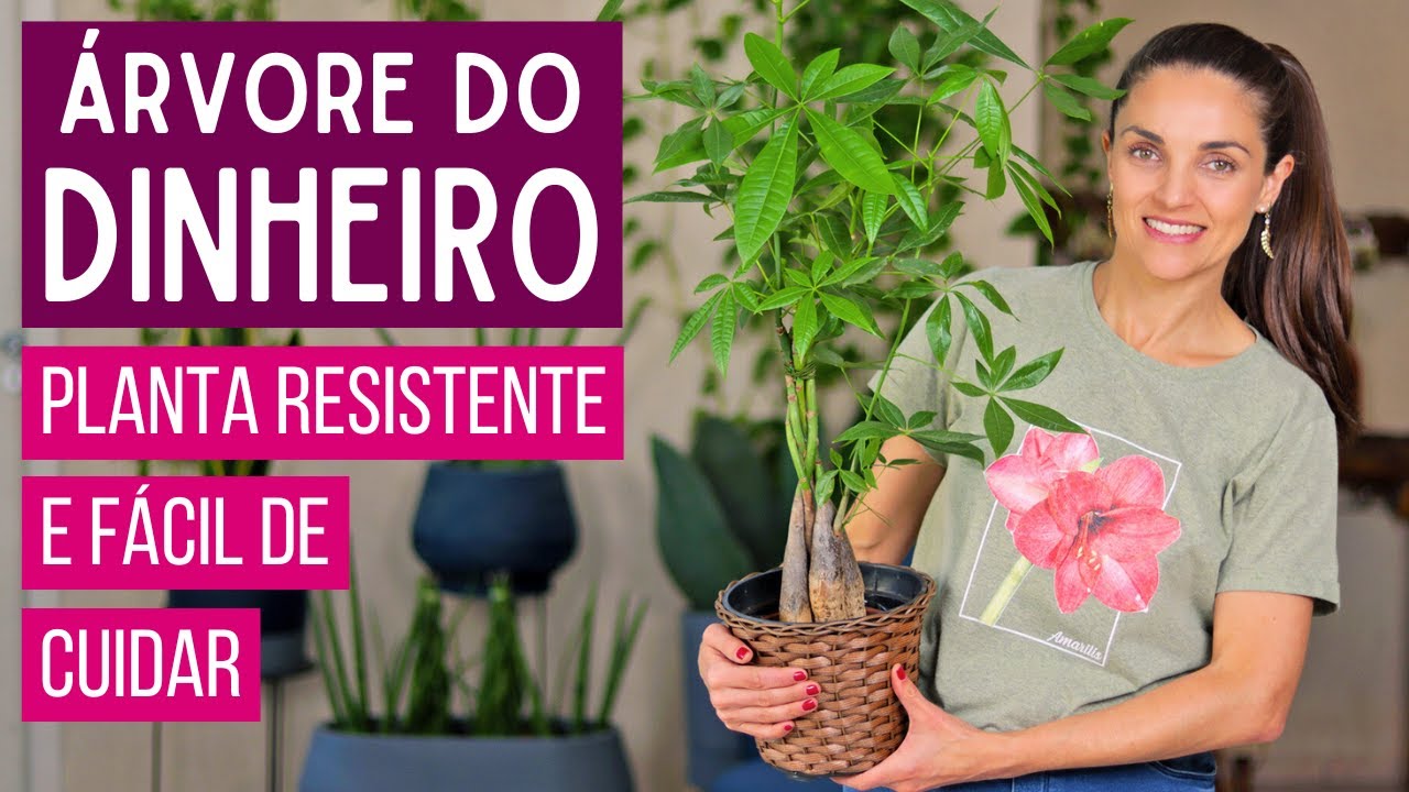 ÁRVORE do DINHEIRO 🌱💰 APRENDA a CULTIVAR a PACHIRA AQUATICA
