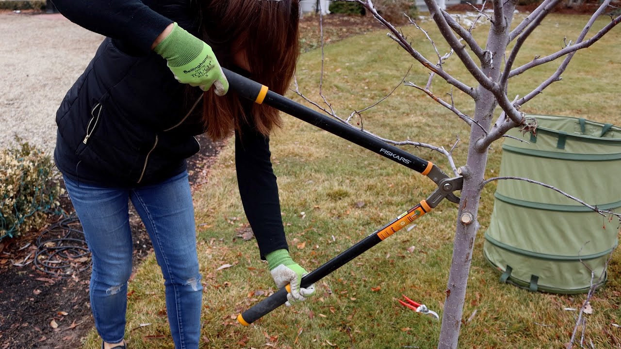 Pruning a Couple Trees In My Garden! 🌳✂️👩‍🌾// Garden Answer