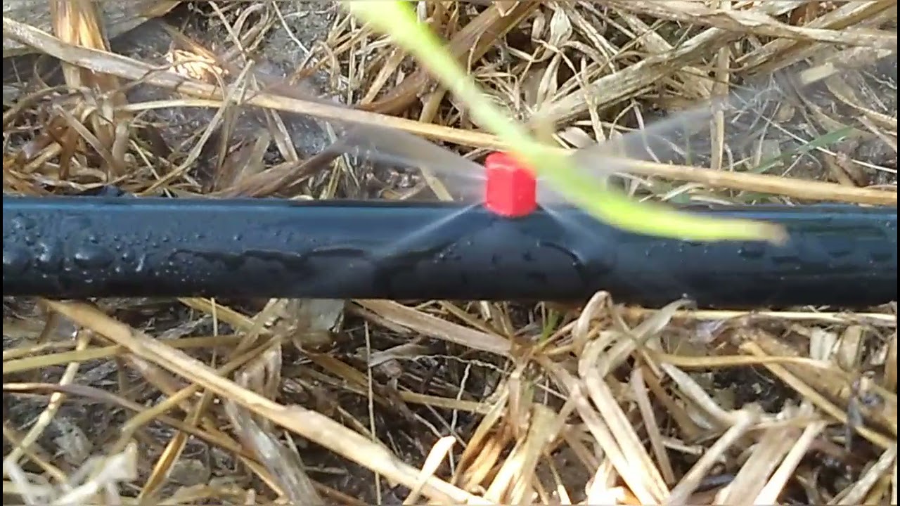 40- Capiaçu irrigado por microjet, veja o projeto completo.