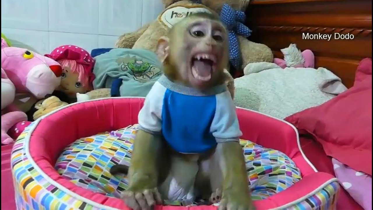 Baby Monkey Dodo Crying Call Mom When Hungry