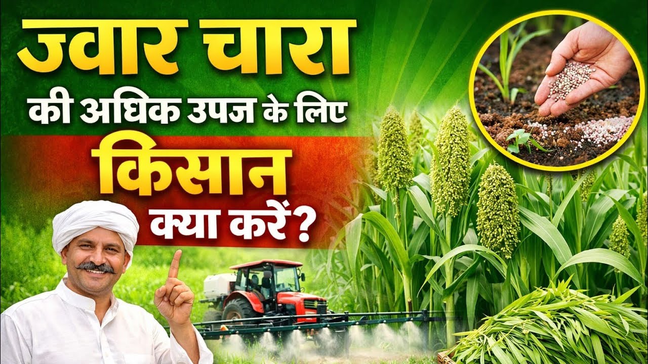 ज्वार कीअधिक चारा उपज वाली किस्में व उत्पादन High yielding Sorghum fodder varieties and cultivation 