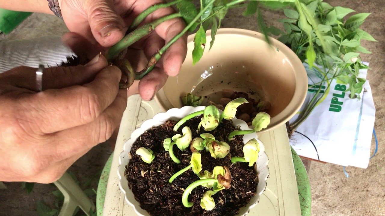 Pagpapatubo mula sa buto | Moneytree /Chestnut braiding | by request