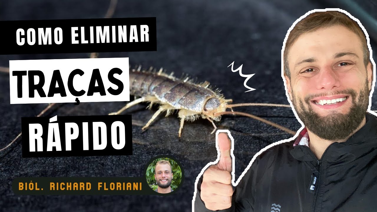 Como Acabar Com Traças Com Métodos Caseiros - Biólogo Richard Floriani