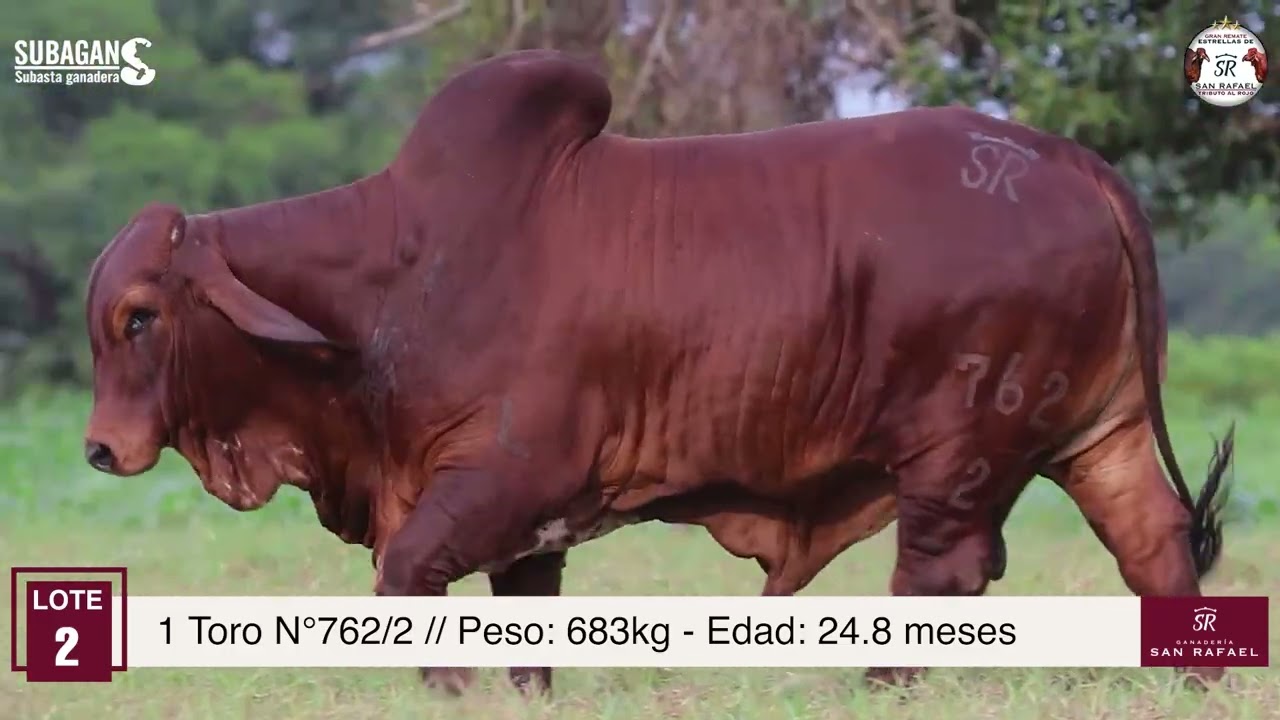 LOTE 2 - REMATE DE SAN RAFAEL