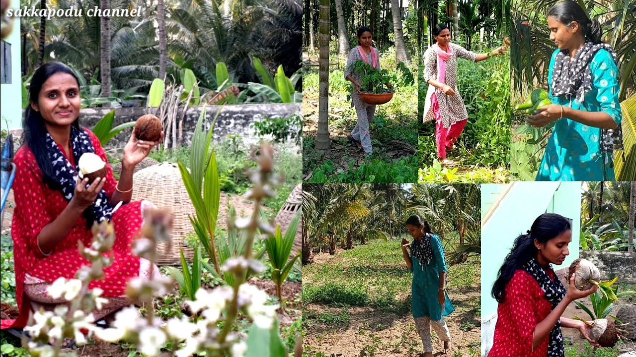 ஒரு வாரம் செய்த தோட்டத்து வேலைகள் மற்றும் காய்கறி அறுவடை|farming|Villagelifestyle