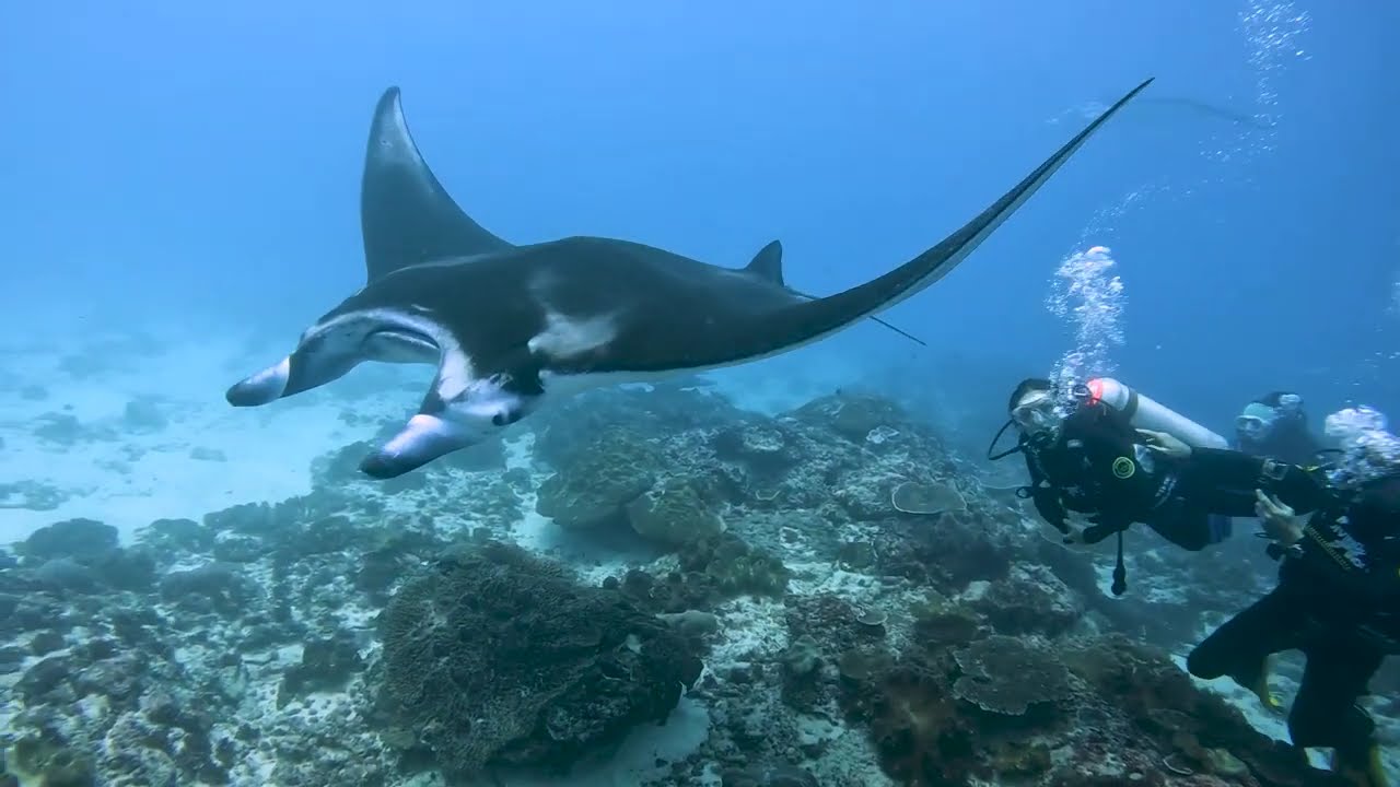 Get the Perfect Manta Shot | GoPro Rental in Nusa Penida