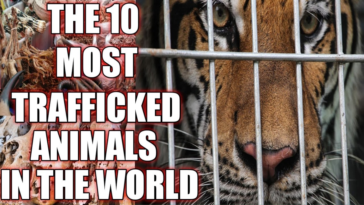 10 Most Trafficked Animals in the World.