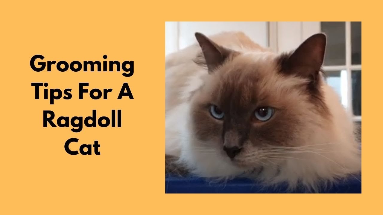 Grooming Tips For A Ragdoll Cat