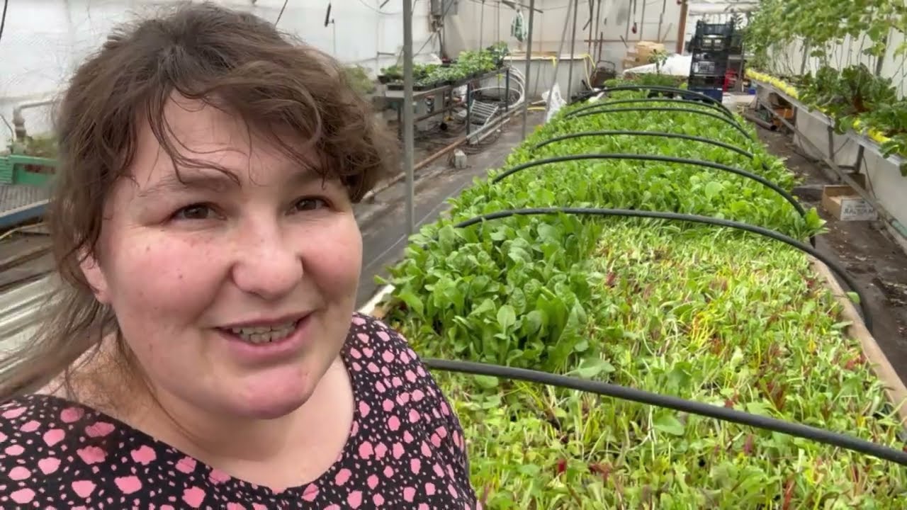 Harvesting Mixed salad leaves, quick and easy garden to table.