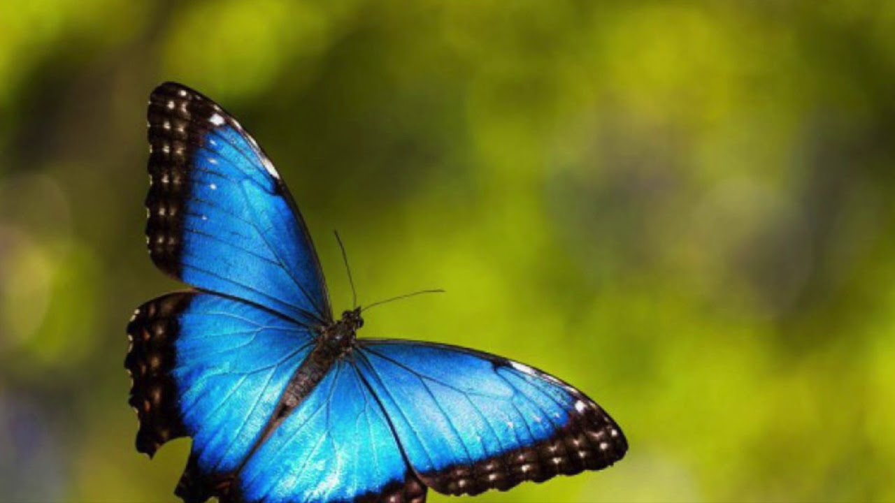 Batall&oacute;n de Mariposas - Ema&uacute;s - Martha Pretel