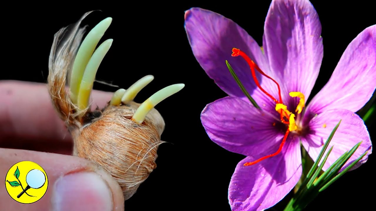 🟣Azafrán Secretos y Cultivo COMPLETO en Casa 👉 Activar Bulbos