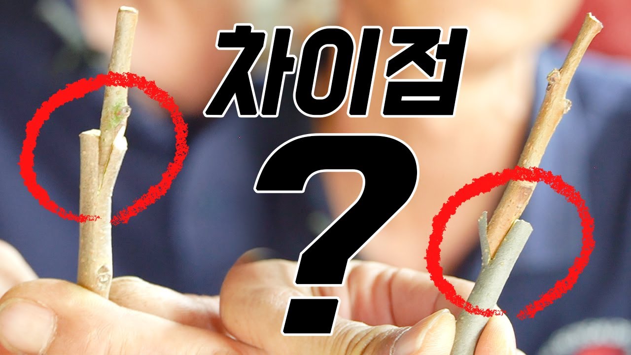작은 차이가 활착율을 결정합니다. 직접 확인하고 판단하세요 (접목 100%성공 확인/드릴접/삽접/호접/쪼개접)