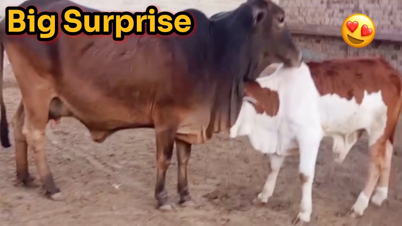 Big Surprise 😍 | New International Gaai Aur Cute Baby🥰