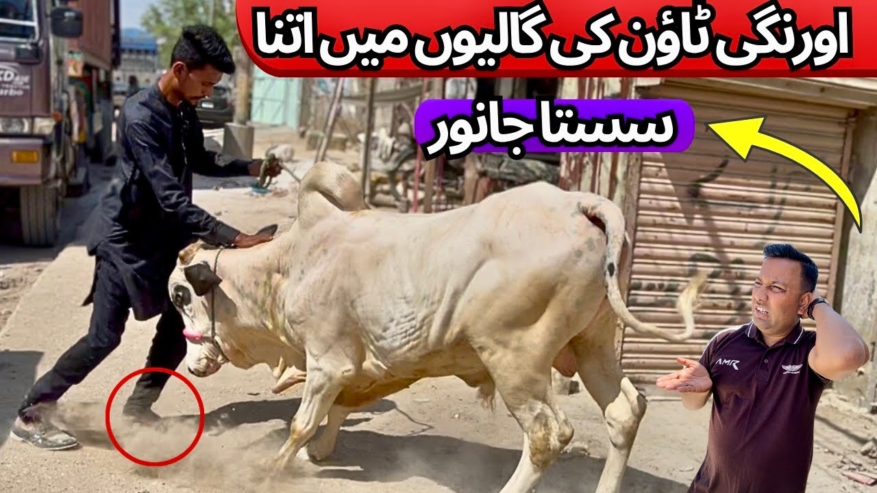 Orangi Town Ki Galiyon Me Itna Sasta Janwar 😱 | Karachi Cow Mandi Se Bhi Sasta Janwar | Qurbani 2025
