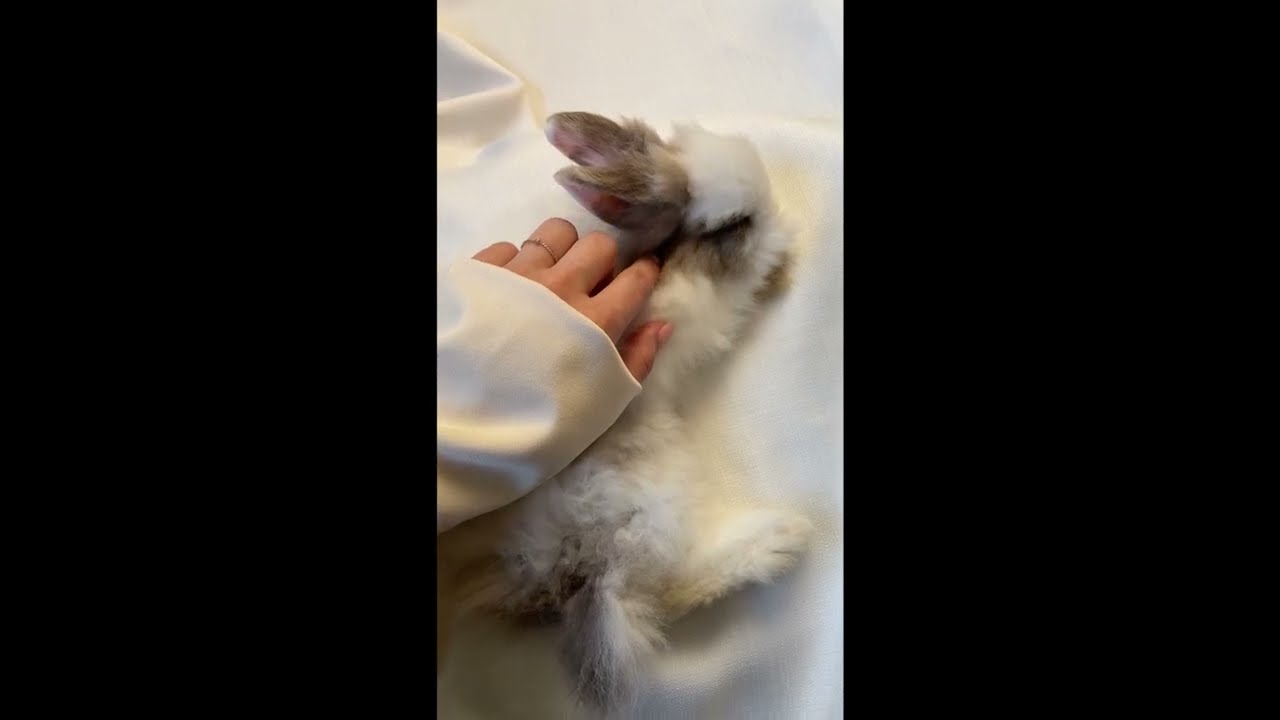 bunny|cute rabbit|slow motion|funny videos|slow motion 2022|amazing
