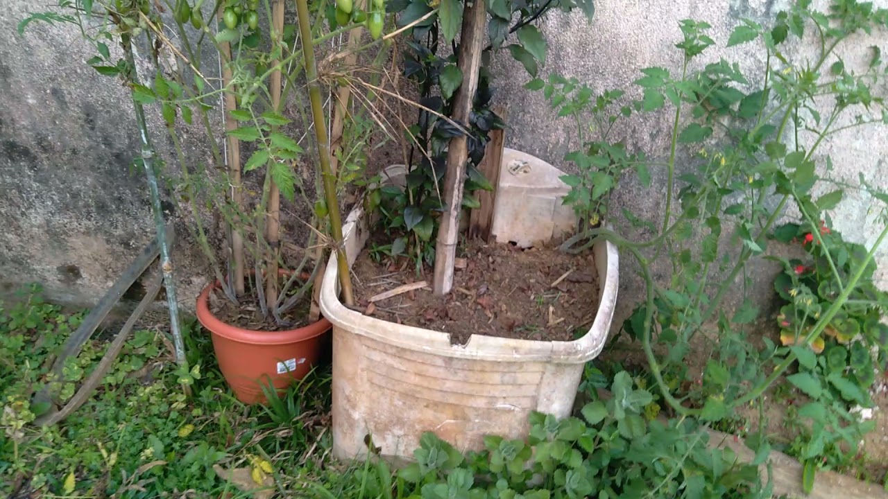 Tomates em vaso🍅