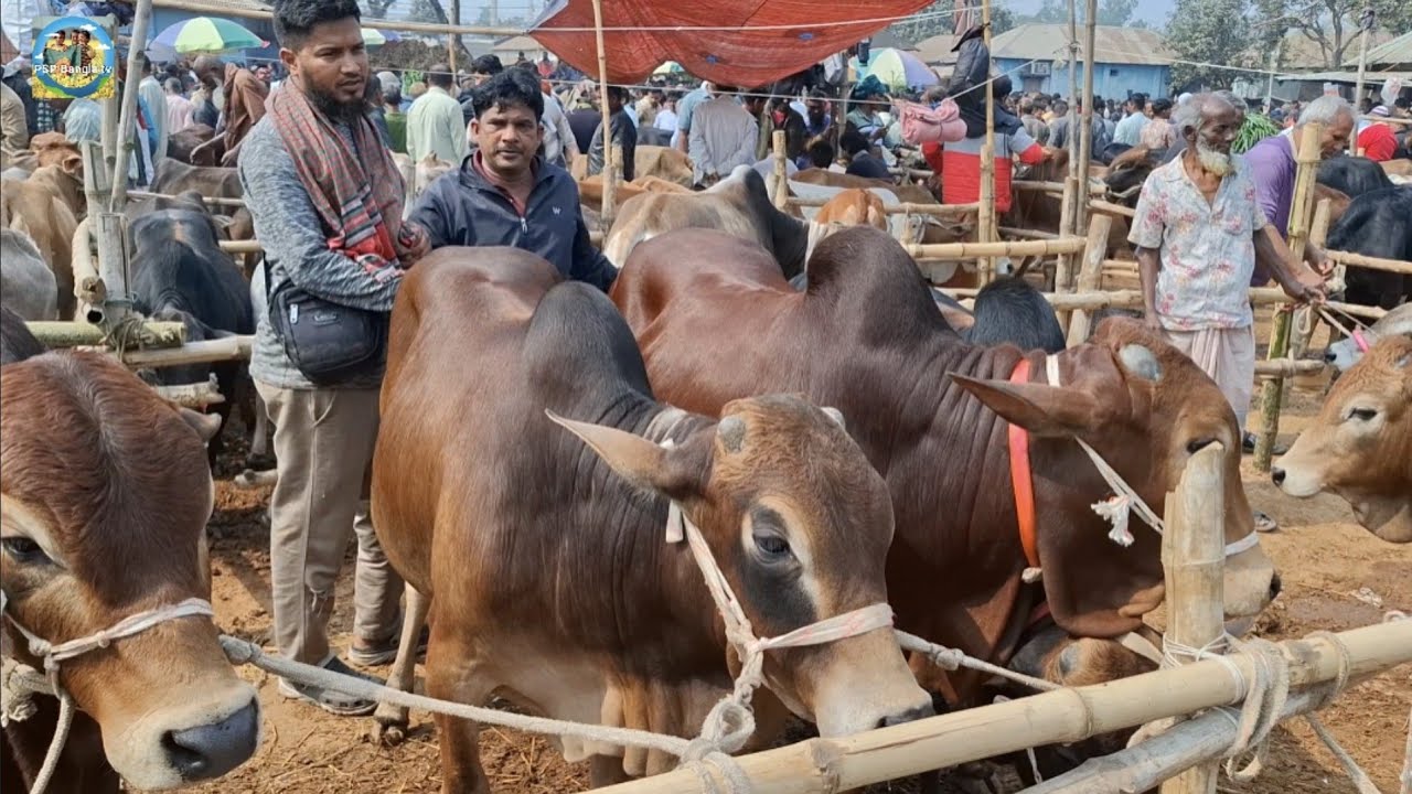 @ 7/2/2026|| জে, ভি এগ্রো, কেরানীগঞ্জ, ঢাকার খামারীর কুরবানির ষাঁড় গরু কেনা কাহারোল হাটে||