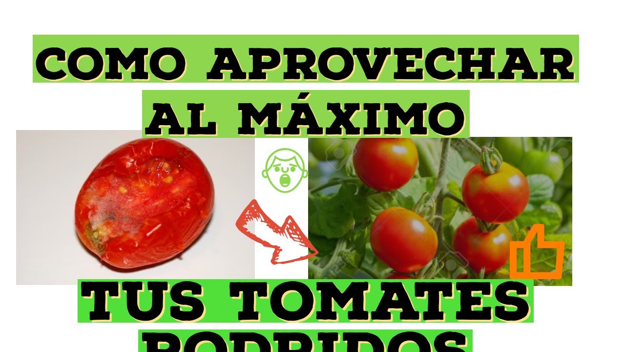Alto🚷si tienes tomates podridos no los tires sacales todo el provecho con estos tips que te mostrar&eacute;