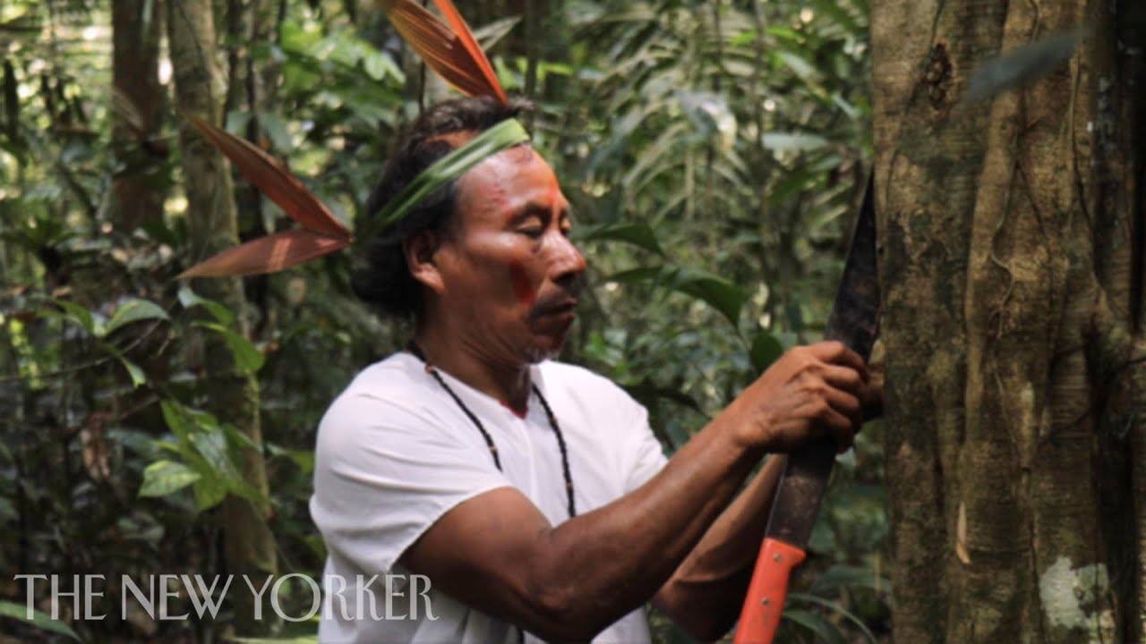 Fighting COVID-19 with Ancestral Wisdom in the Amazon | The New Yorker
