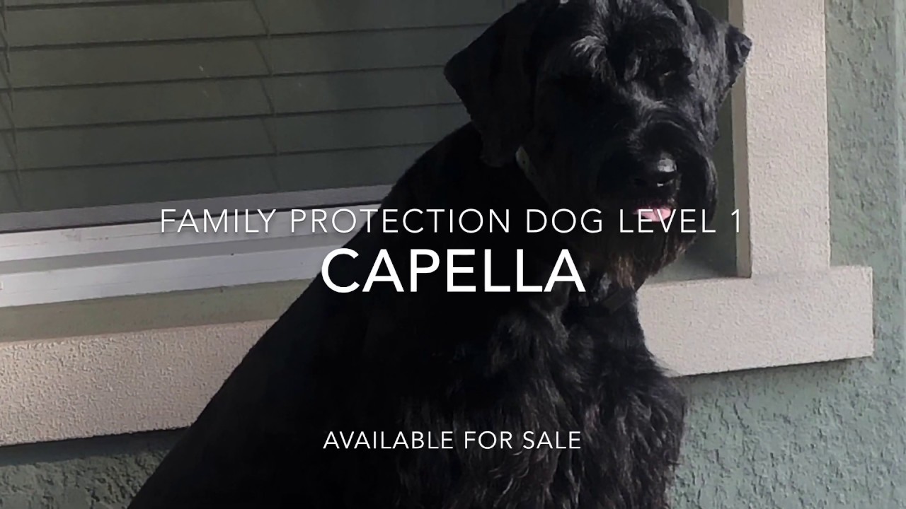 Trained Level 1 Female Giant Schnauzer for Sale