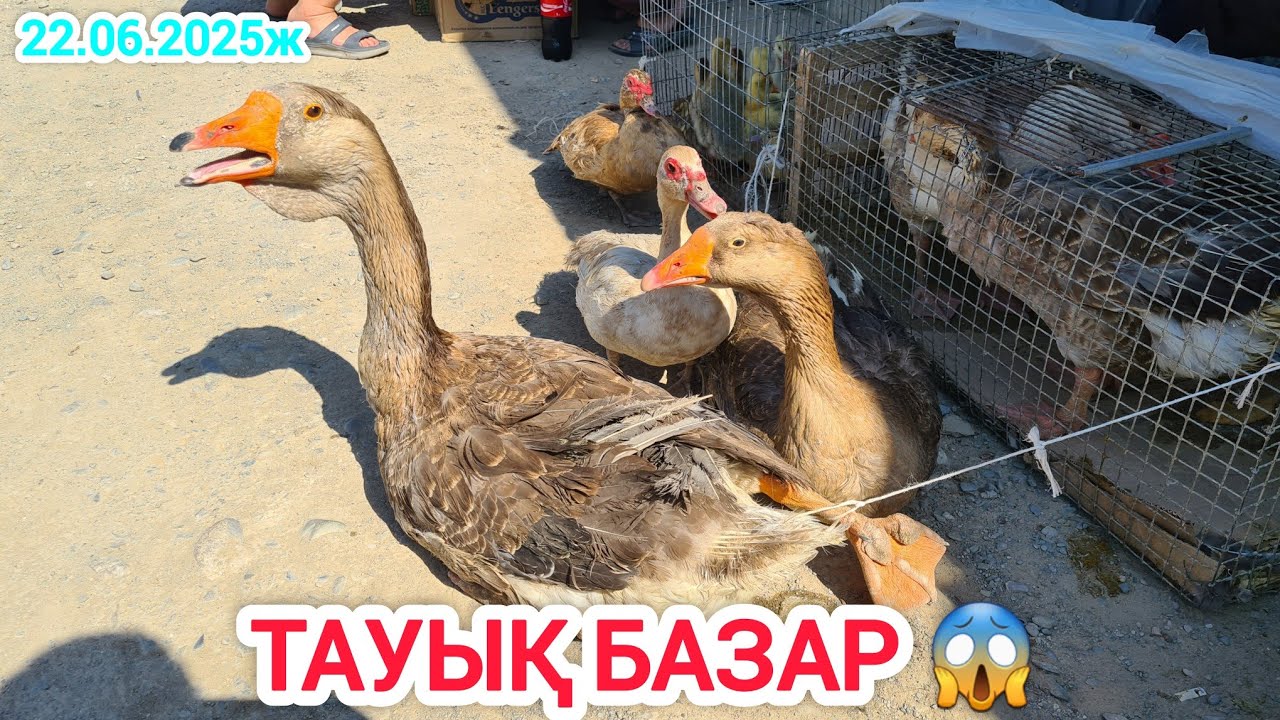 ҚЫЗЫЛОРДА ТАУЫҚ БАЗАРЫ, ҮЙ ЖАНУАРЛАР БАҒАЛАРЫ.
