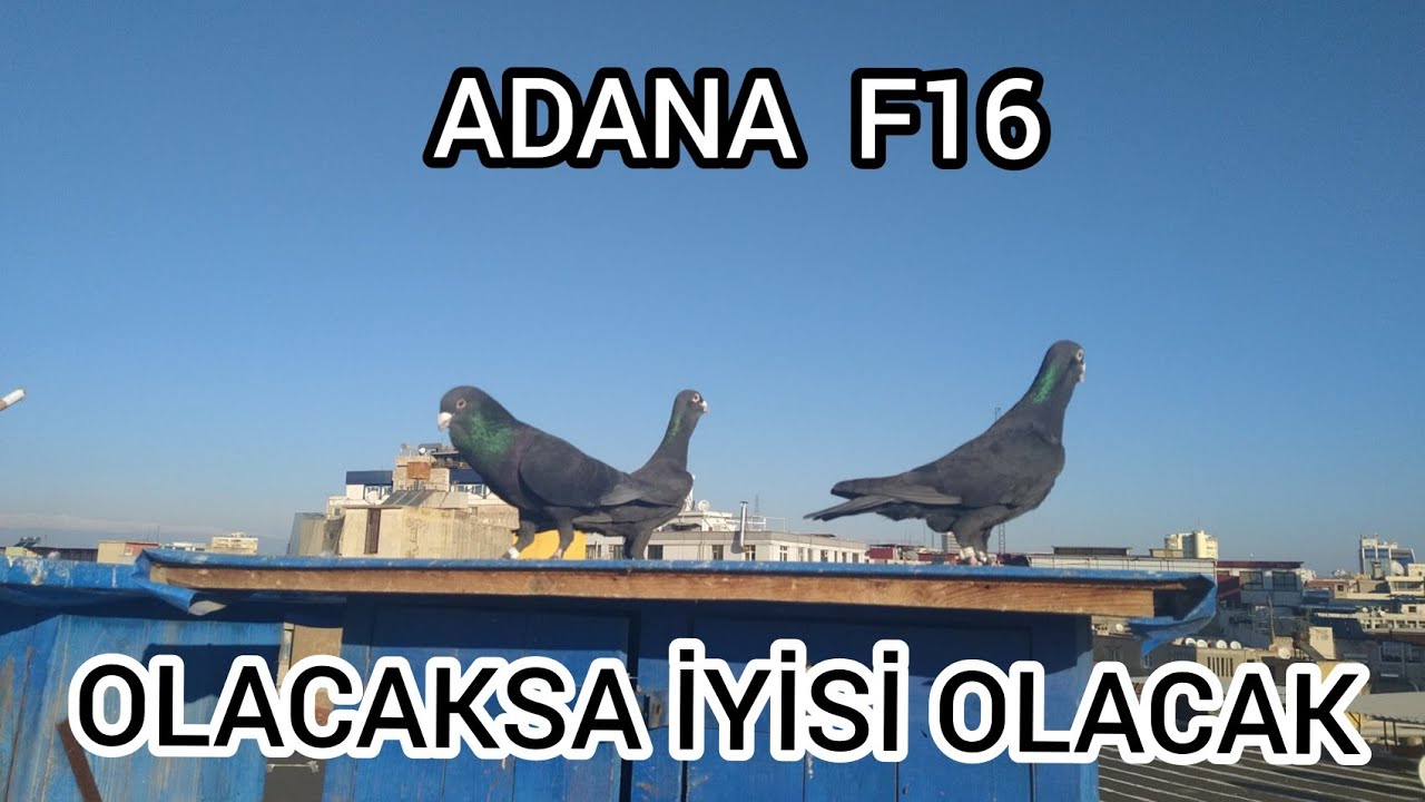 ADANA YERLİ GÜVERCİN UZMANI