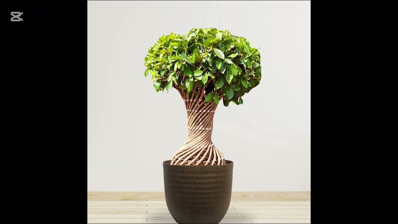 Ficus: Who Discovered Its Life Energy, and What Are Its True Benefits and Proper Care? #flowers