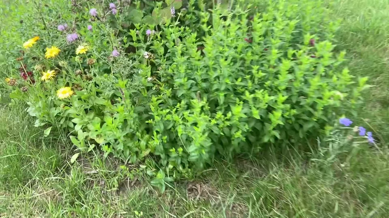 American Pudina farm at Rochester 