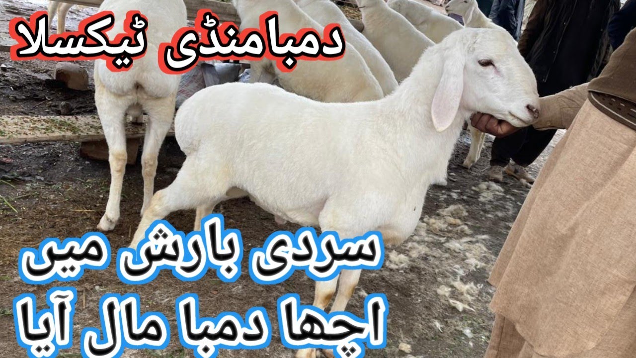 Most Beautiful sheeps of Sheep Market Taxila 