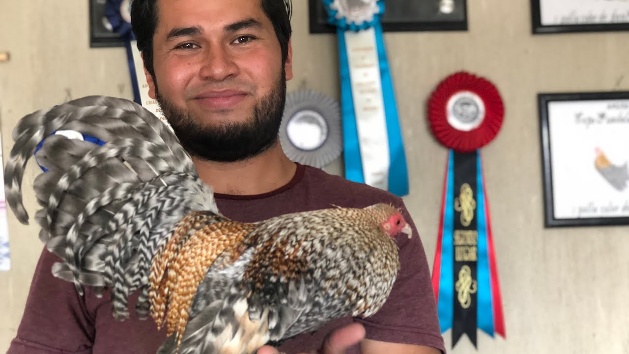 Ep.13 Criadero San Matias Parte1 Mostrando sus Aves