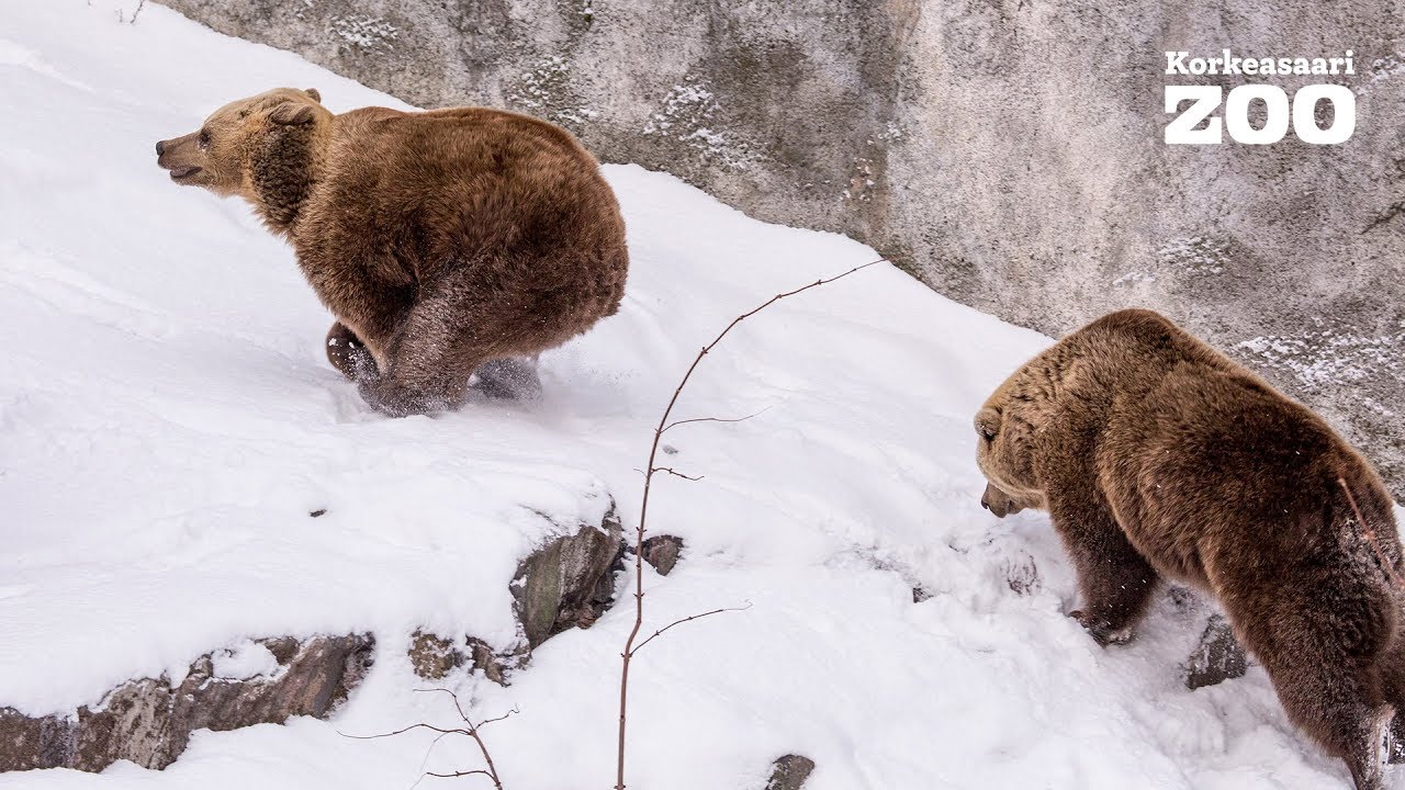 Korkeasaaren karhut her&auml;siv&auml;t talviunilta kuukauden etuajassa (2016)