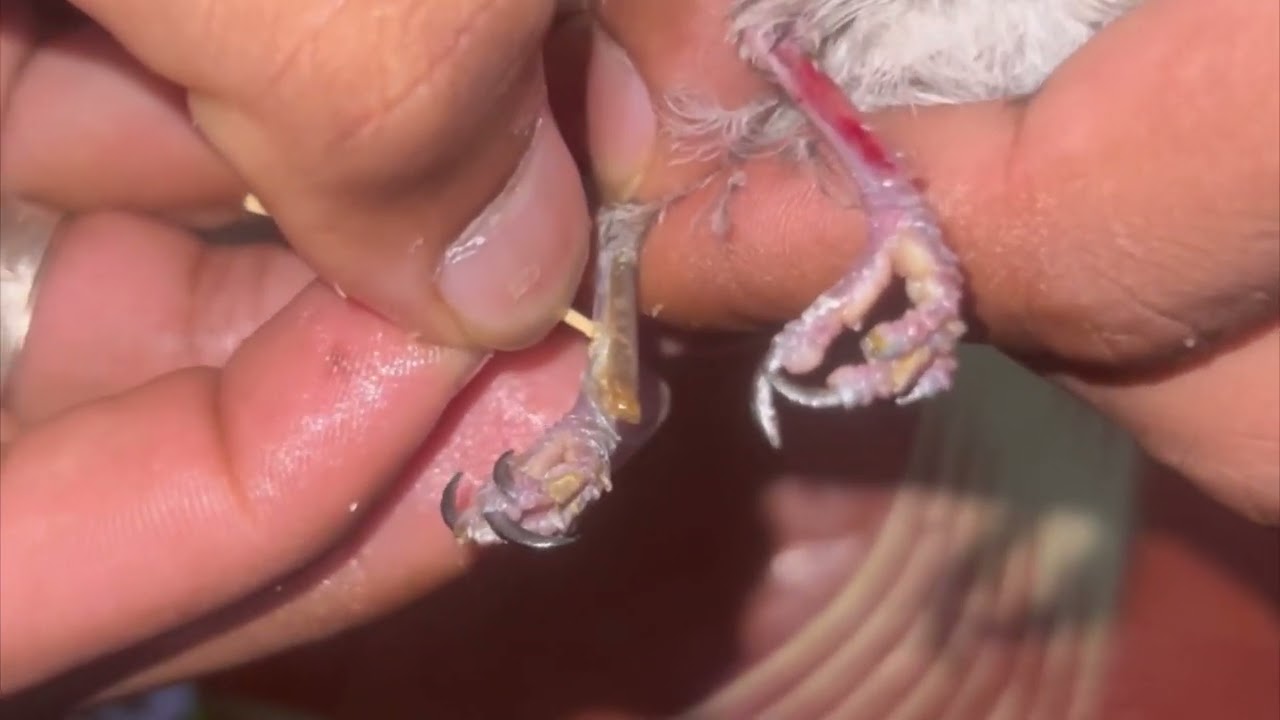 السلام عليكم شرح كيفية تصديف ( البلبل ) إزاله غطاء الرجل تحياتي للجميع الاشتراك فضلًا