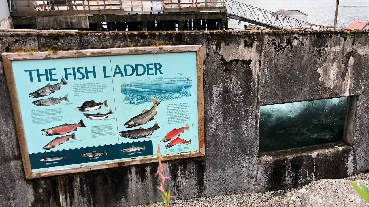 Checking Out Macaulay Salmon Hatchery in Juneau