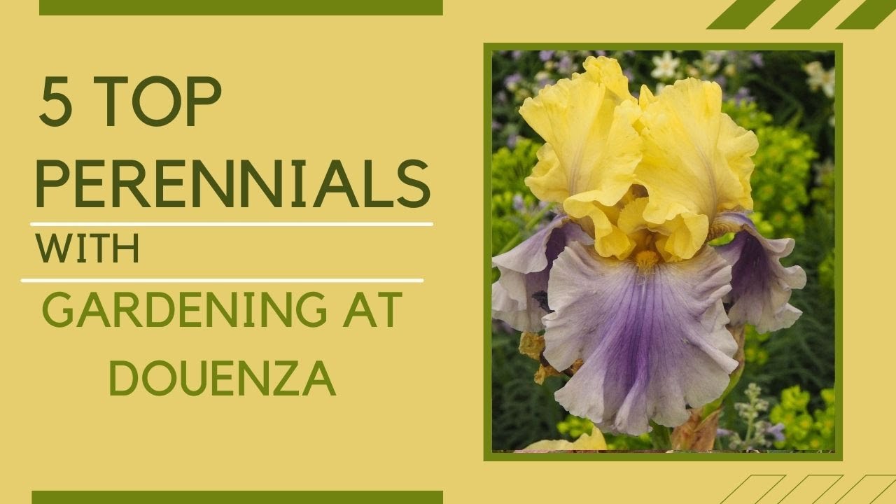 5 top perennials for your garden - collab with @GardeningatDouentza