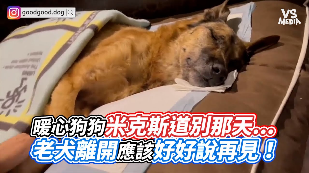 暖心狗狗米克斯道別那天...老犬離開應該好好說再見！｜VS MEDIA@熊爸估狗dogtrainer
