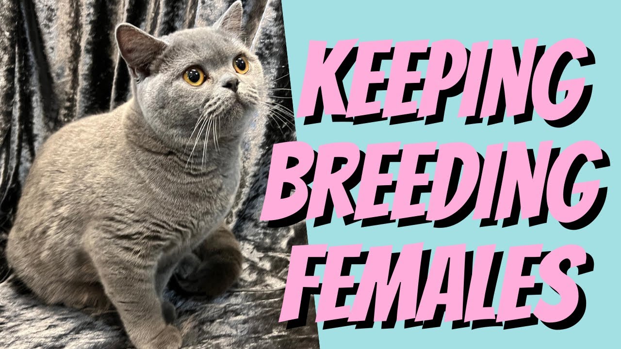 Keeping Female Breeding Cats
