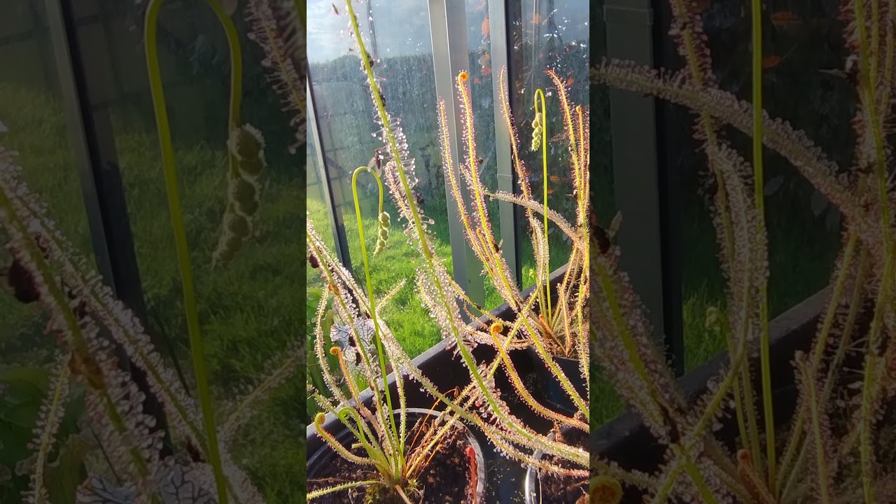 Fly's are getting catch by a drosera filiformis. You can see fly's getting strangeld by this sundew.