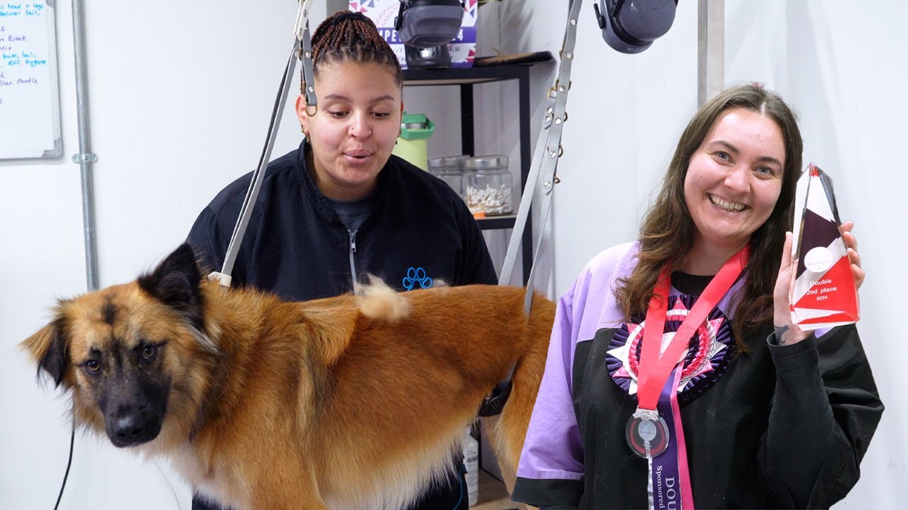 Day in the Life of a Dog Groomer Ep 13 | Competition results 🏆