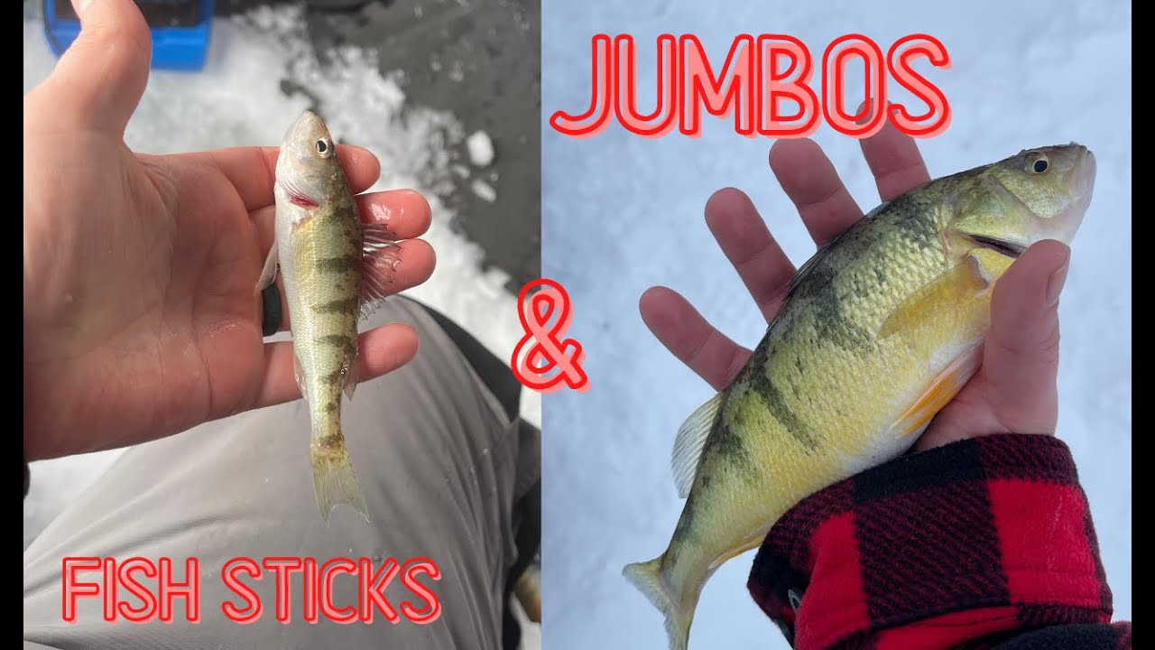 Ice Booms and Cracks while fishing for JUMBO Perch 2023