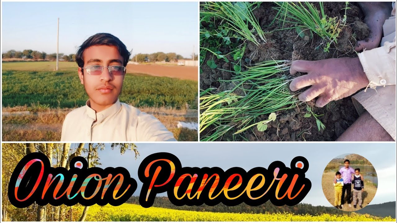 Onion Paneeri cultivation in our Fields | Simple Village Life
