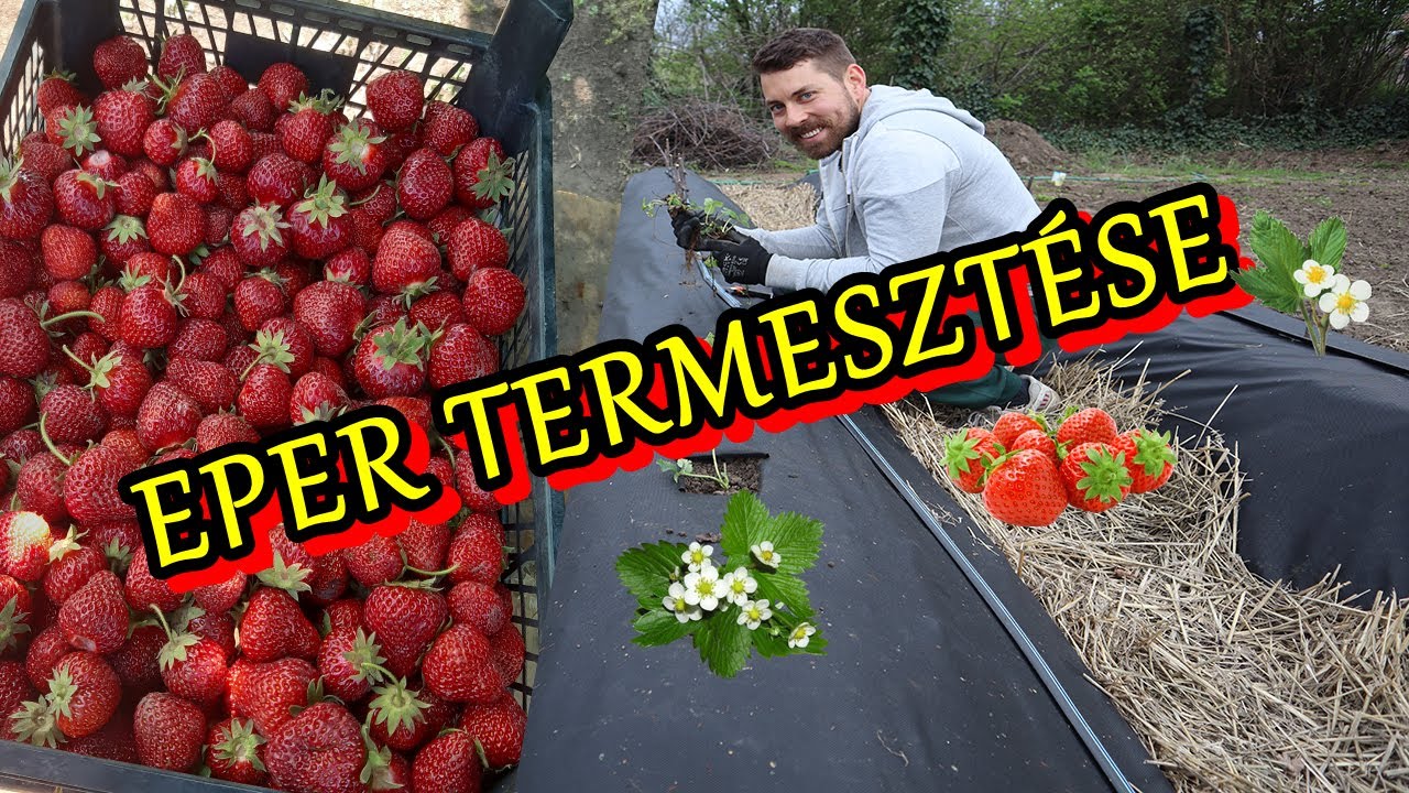 Eper termesztése bakháton.