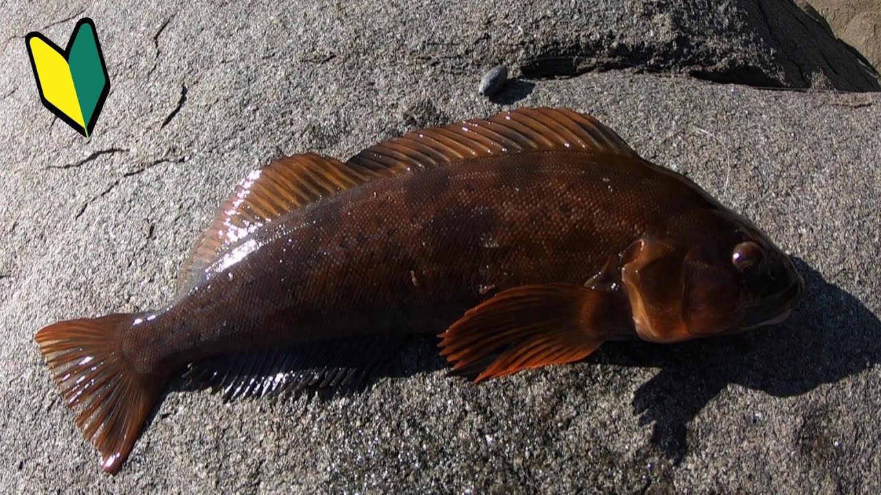 【初心者に解説】冬のゴロタ浜でロックフィッシュを狙う！