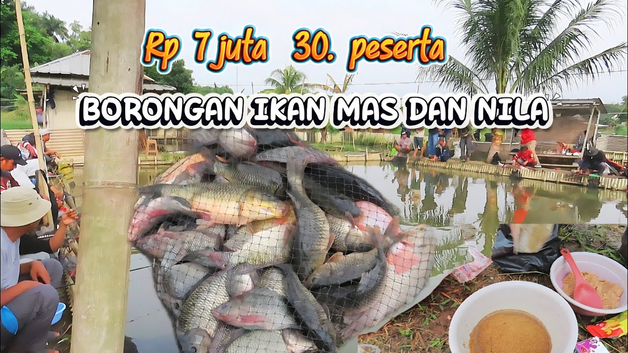 TARGET NILA YG MAKANIN IKAN MAS,,,,‼️ MANCING BORONGAN IKAN MAS DAN NILA