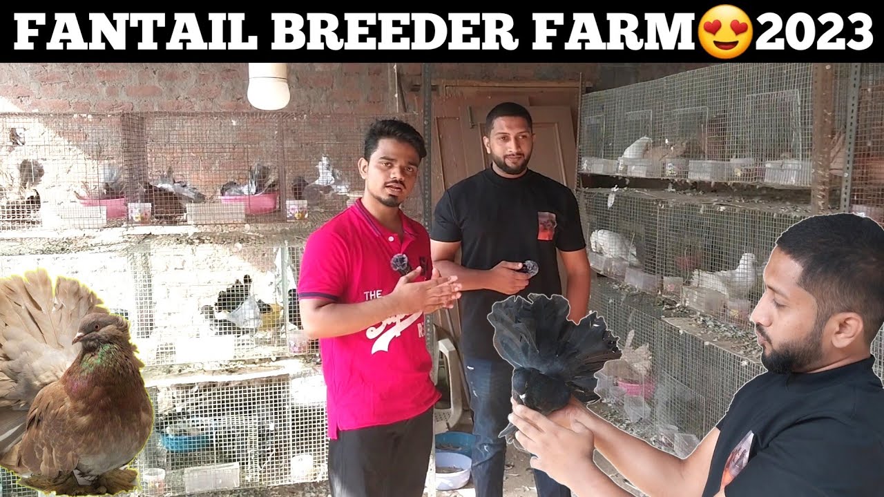 Biggest Fantail Pigeons Breeding Farm🤩 || 100 Pairs Fantail For Sale by @ShaikMoidQuraishi