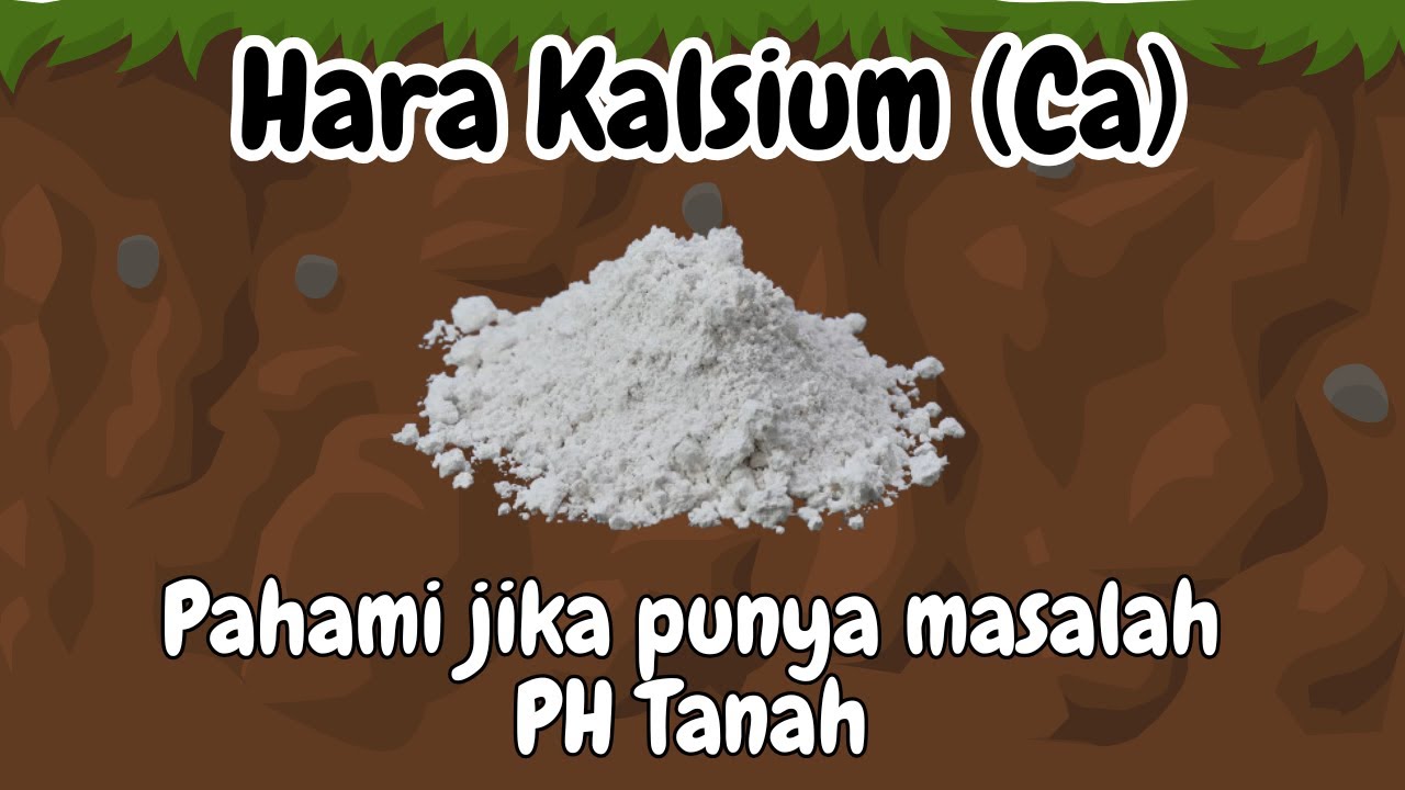 Mengenal Kalsium (Ca): Manfaat & Cara Menggunakan Pupuk Kalsium agar pertumbuhan  produksi Maksimal